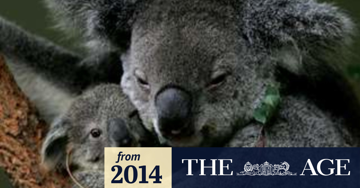 Koalas' conservation status downgraded